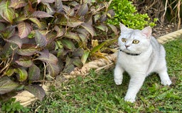 British Shorthair cats for sale: Rare polar-coloured(light silver/blonde)coat - Advert 10