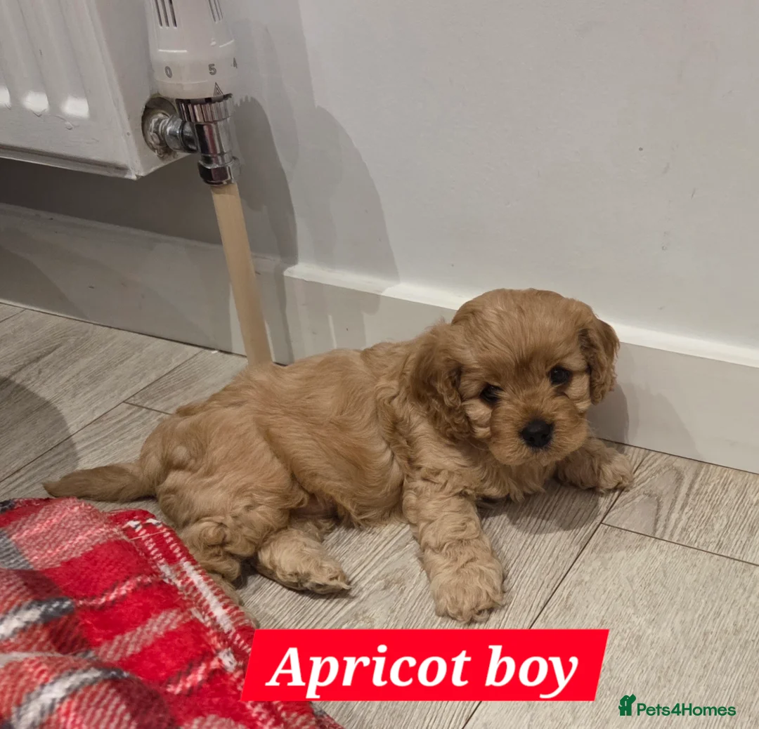 Cavapoo dogs for sale: Beautiful Cavapoo Puppies – Ready from 7th March - Advert 22