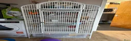 Rat rodents for sale: Two beautiful fancy rat boys - Advert 5