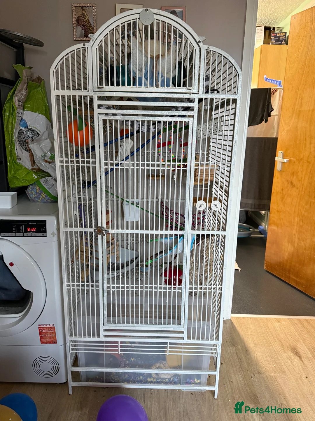 Rat rodents for sale: Two beautiful fancy rat boys - Advert 5