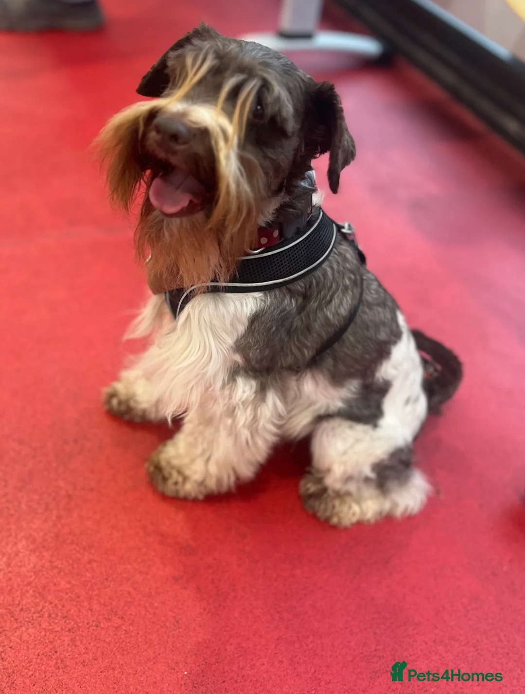 Miniature Schnauzer dogs for stud: KCChoc/White Miniature Schnauzer Stud MAC BVACLEAR in Coventry - Advert 33