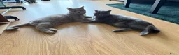 British Shorthair cats for sale: Baby Kittens British Shorthair in Gravesend - Advert 18