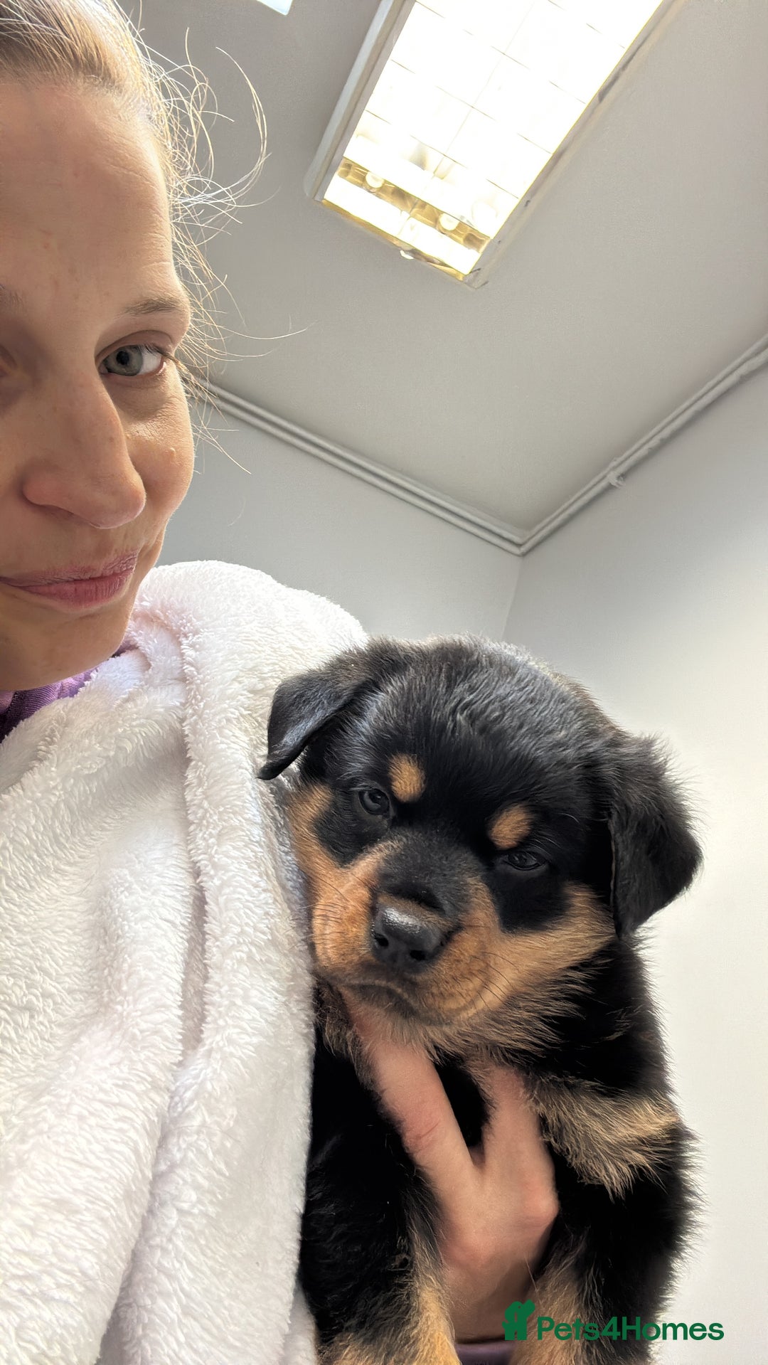 Rottweiler dogs for sale: Rottweiler puppy - Image 8