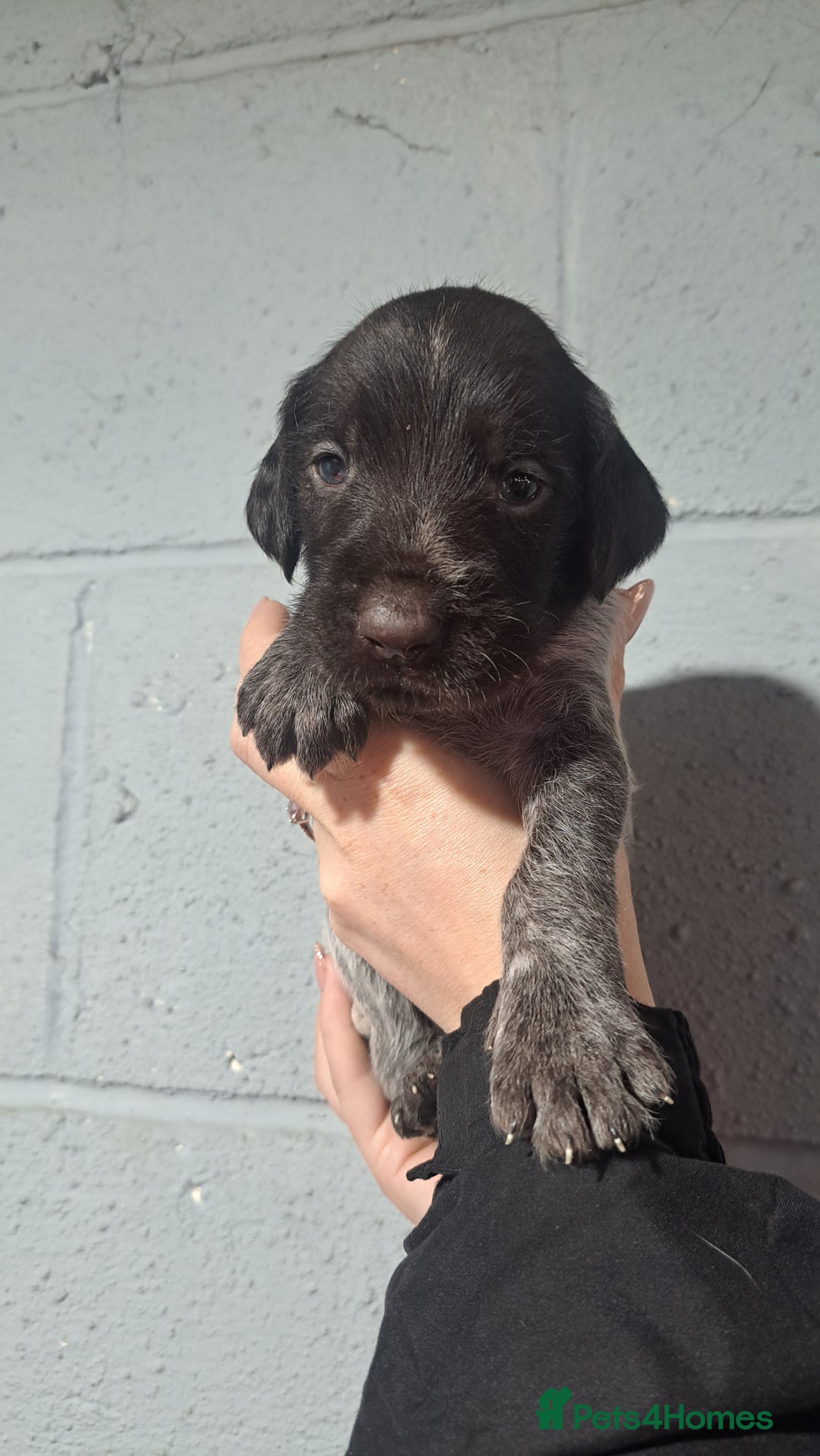 German Wirehaired Pointer dogs for sale: German Wirehaired Puppies 3Dogs READY NOW  in Consett - Image 30
