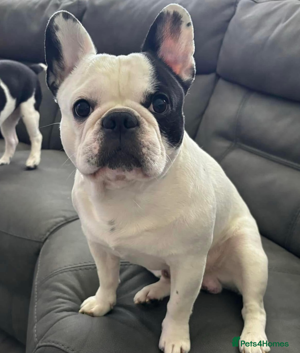 French Bulldog dogs PIED FRENCHIE FOR STUD - Advert 1