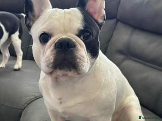 French Bulldog dogs PIED FRENCHIE FOR STUD - Advert 2