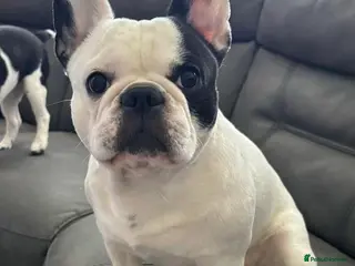 French Bulldog dogs PIED FRENCHIE FOR STUD - Advert 24
