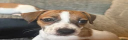 Jack Russell dogs for sale: Gorgeous Jack Russell Puppies - Advert 2