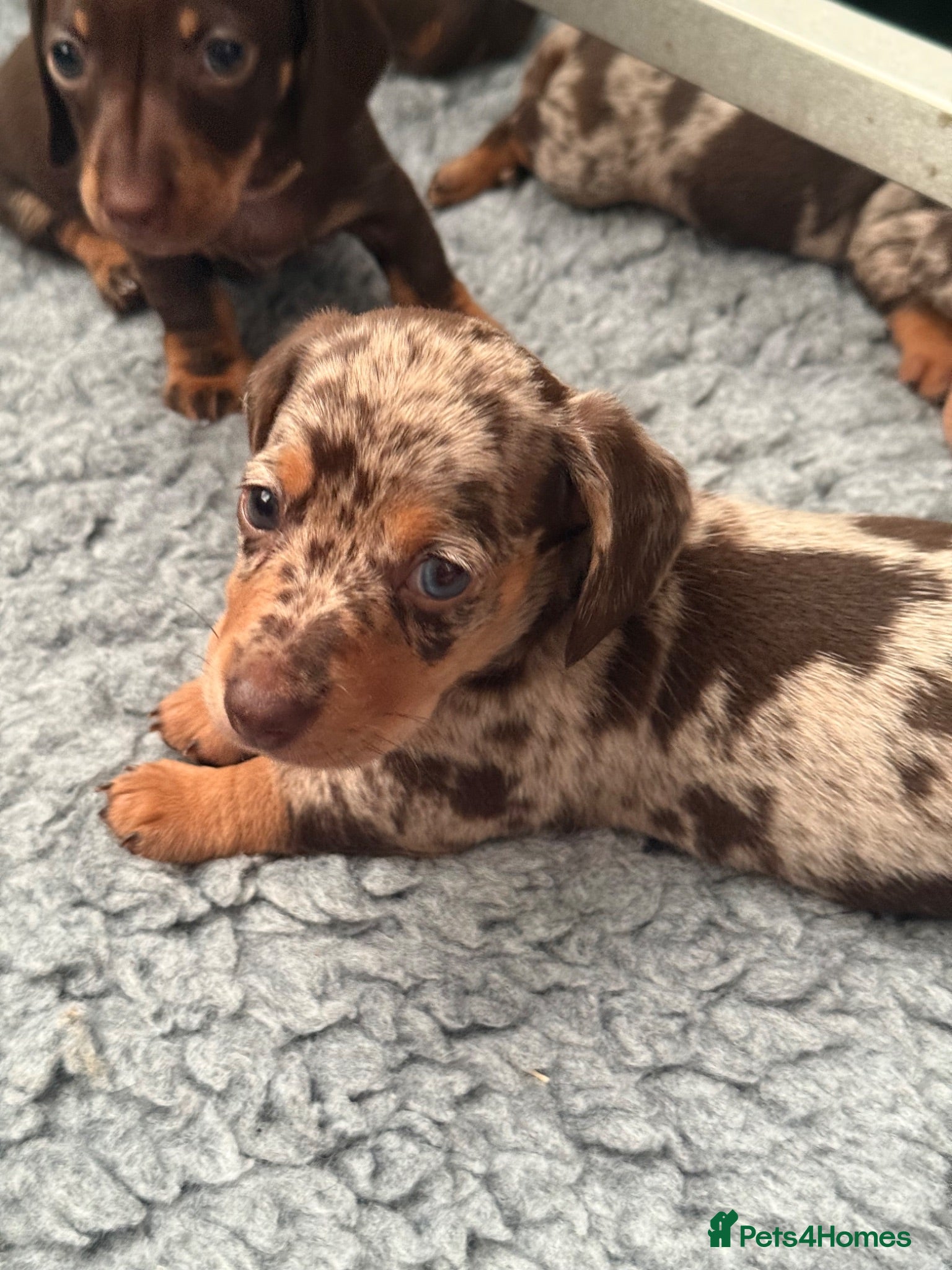 Miniature Dachshund dogs KC Registered Miniature Dachshund Puppies - Advert 16