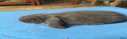 Mini Lop rabbits for sale: 8 week old mini lops for sale  - Advert 2
