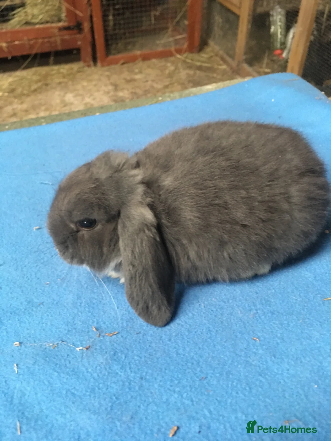Mini Lop rabbits for sale: 8 week old mini lops for sale  - Advert 2