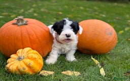 Sealyham Terrier dogs for sale: Stunning KC Litter Of Sealyham Terriers - Image 4