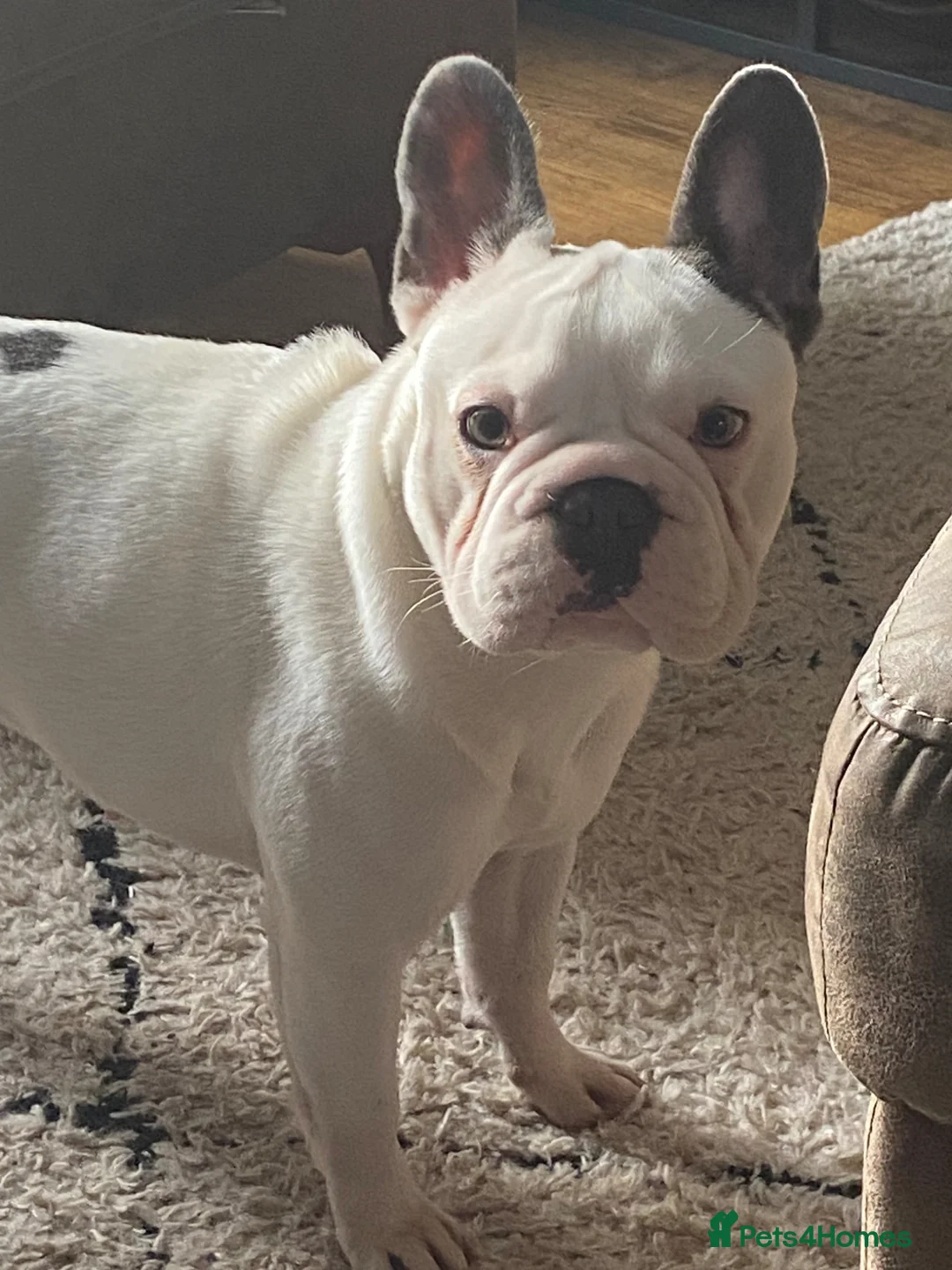 French Bulldog dogs for sale: Lady the beautiful French bulldog in Prescot - Advert 1