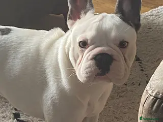 French Bulldog dogs Lady the beautiful French bulldog - Advert 10