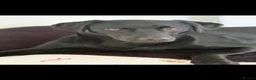 Borador dogs for sale: Raven  - Advert 5