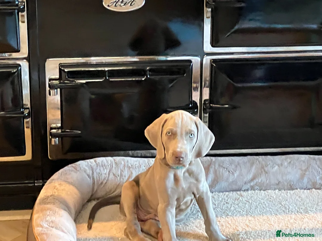 Weimaraner dogs for sale: Ready to go Weimaraner puppies KC registered - Advert 2