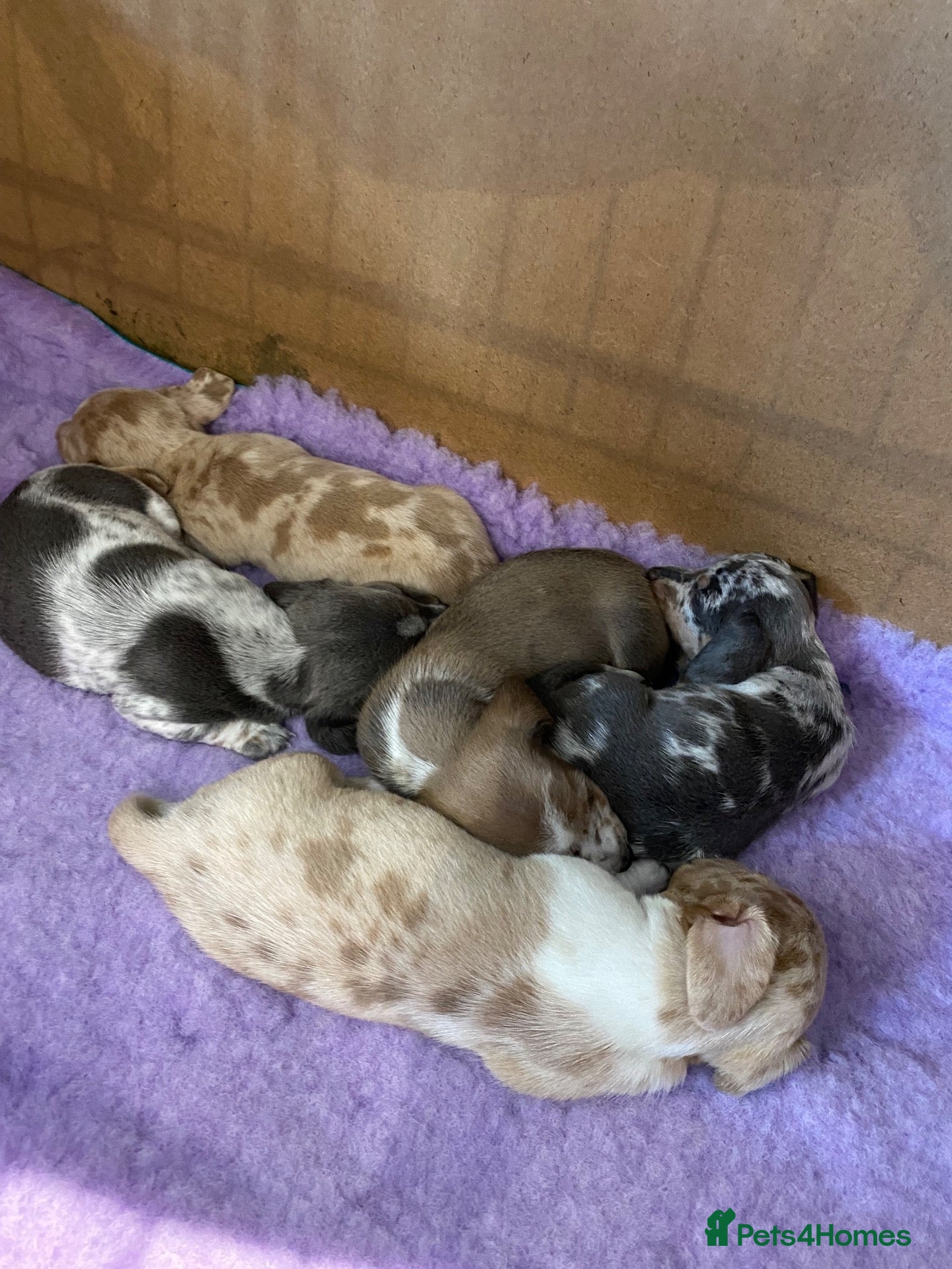 Miniature Dachshund dogs 5 beautiful Miniature Dachshund puppies  - Advert 1