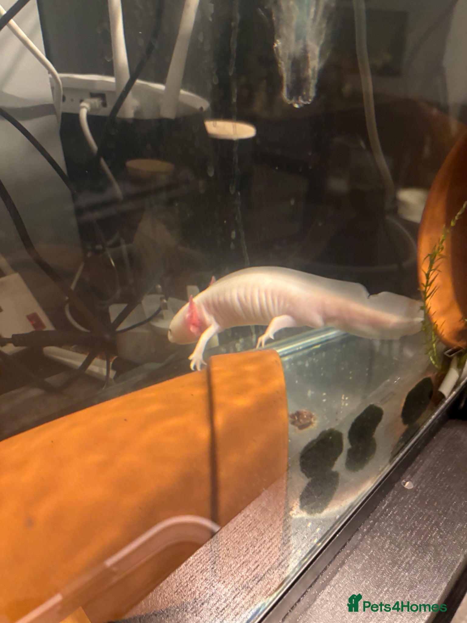 Axolotl reptiles Axolotls for sale - Advert 1