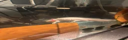 Axolotl reptiles for sale: Axolotls for sale in Keighley - Advert 1