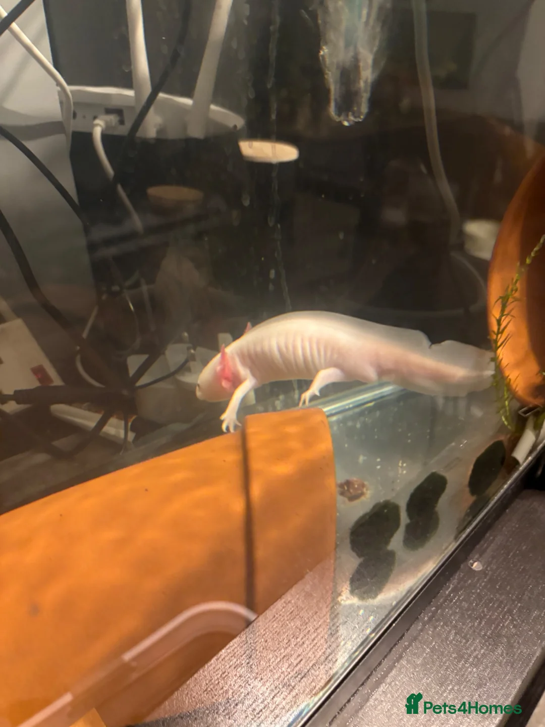 Axolotl reptiles for sale: Axolotls for sale in Keighley - Advert 1