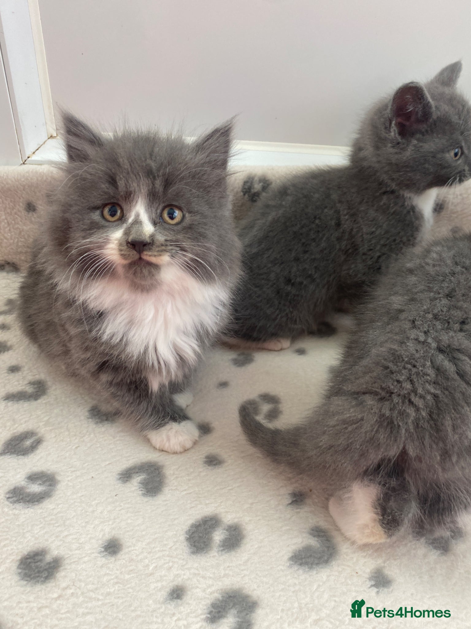 Mixed Breed cats Beautiful kittens  - Advert 10