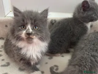 Mixed Breed cats Beautiful kittens - Advert 10