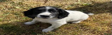 English Springer Spaniel 1