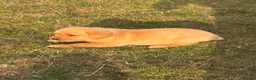 Labrador Retriever dogs for sale: 6 beautiful KC reg  Labrador retriever puppies  - Advert 16