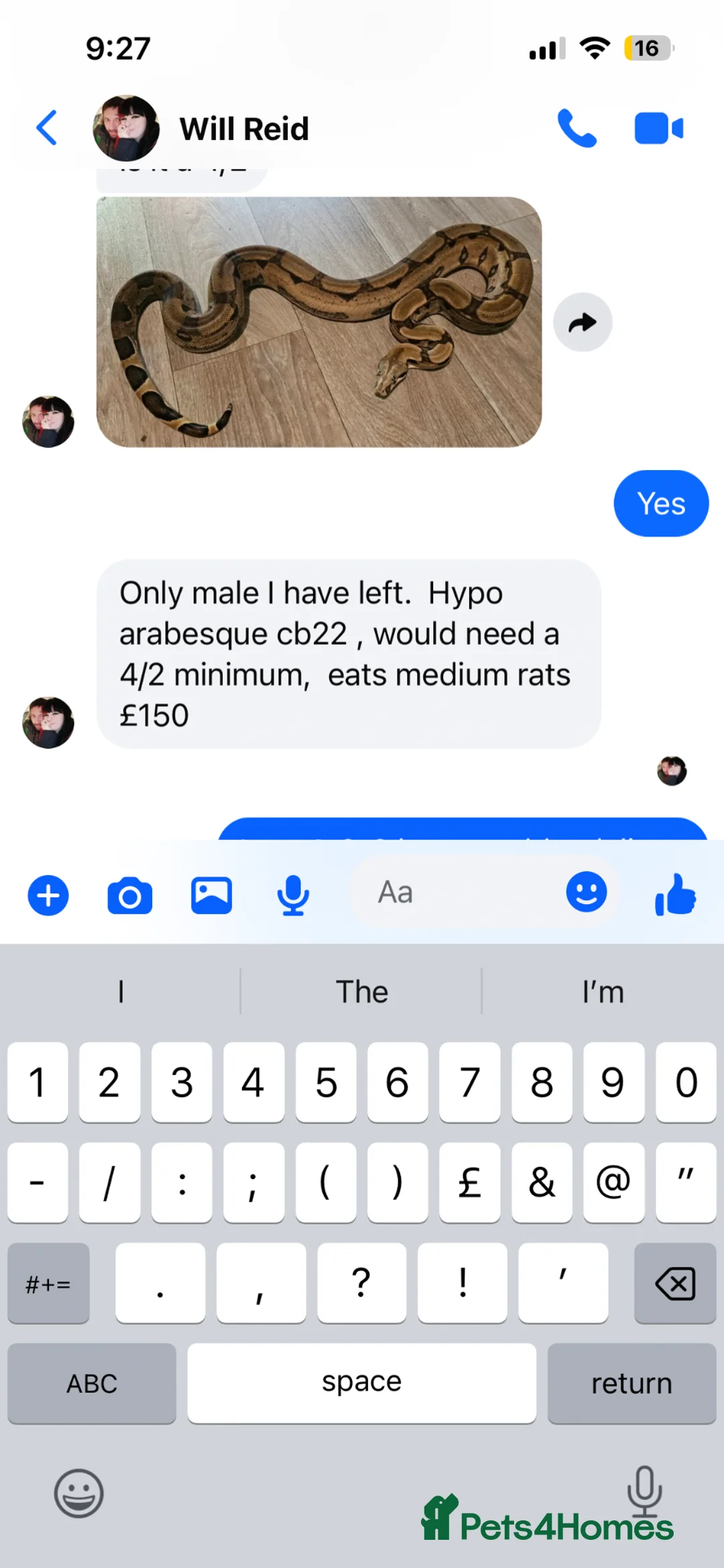 Boa Snake reptiles for sale: Boa male  in Dunfermline - Advert 2