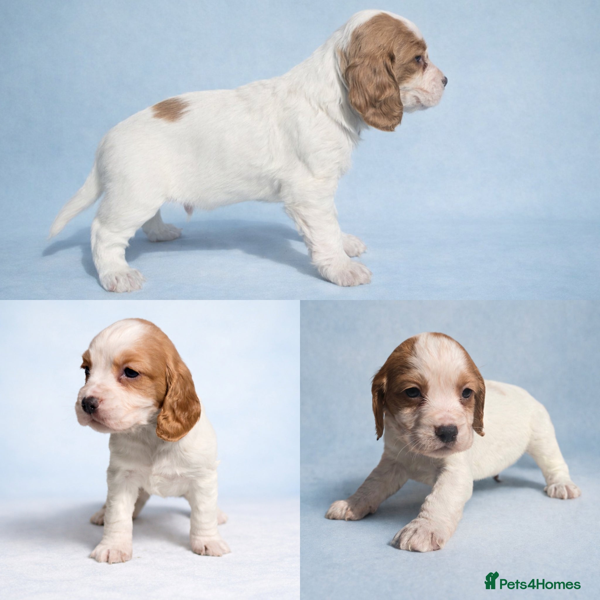 Cocker Spaniel dogs Working Cocker Spaniels - 4 Males - Advert 2