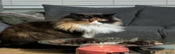 Maine Coon cats for sale: Affectionate 3/4 Maine coon young adult cat in Barnstaple - Advert 4
