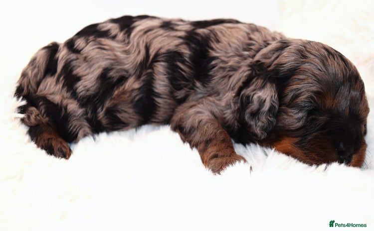 Cavapoo dogs - Advert 1