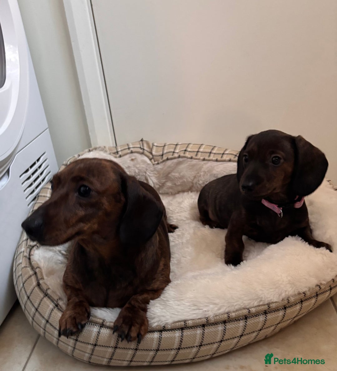 Miniature Dachshund dogs for sale: Miniature smooth dachshund puppy - Advert 5