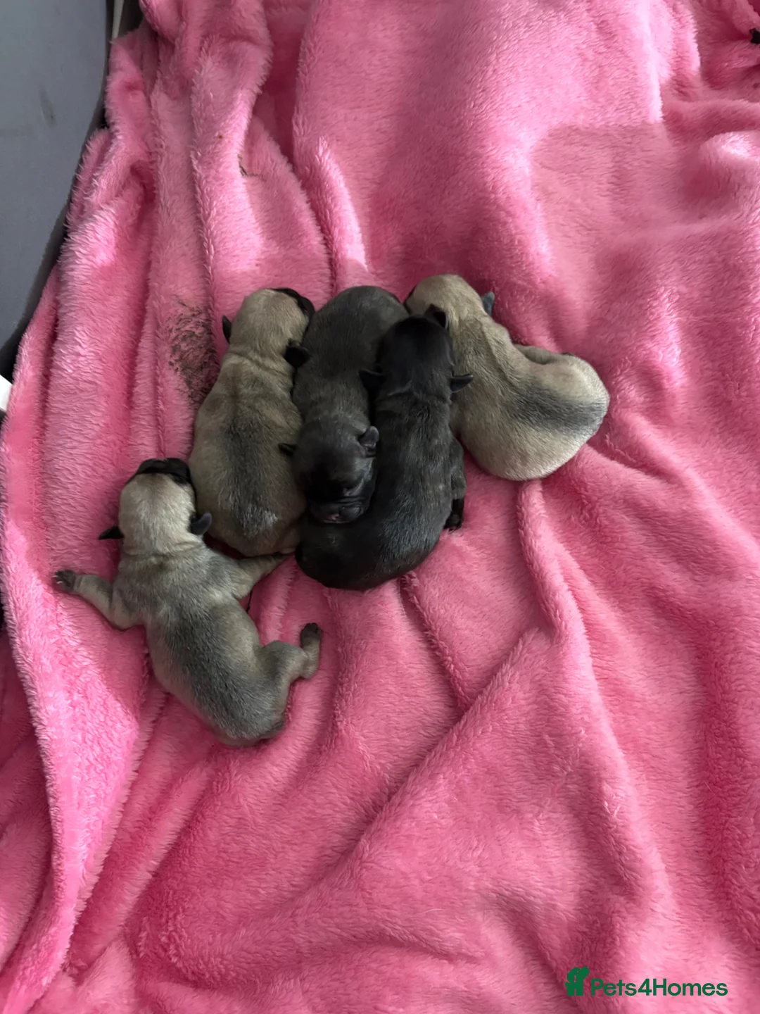 Frug dogs for sale: Litter of frug puppies  - Advert 5