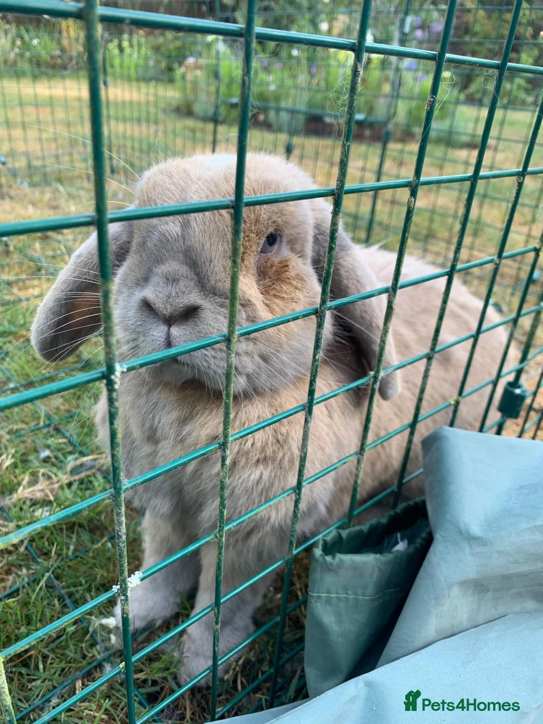 Mini Lop rabbits for sale: Betty & Pam - urgently need a new home with grass! in Warrington - Advert 7