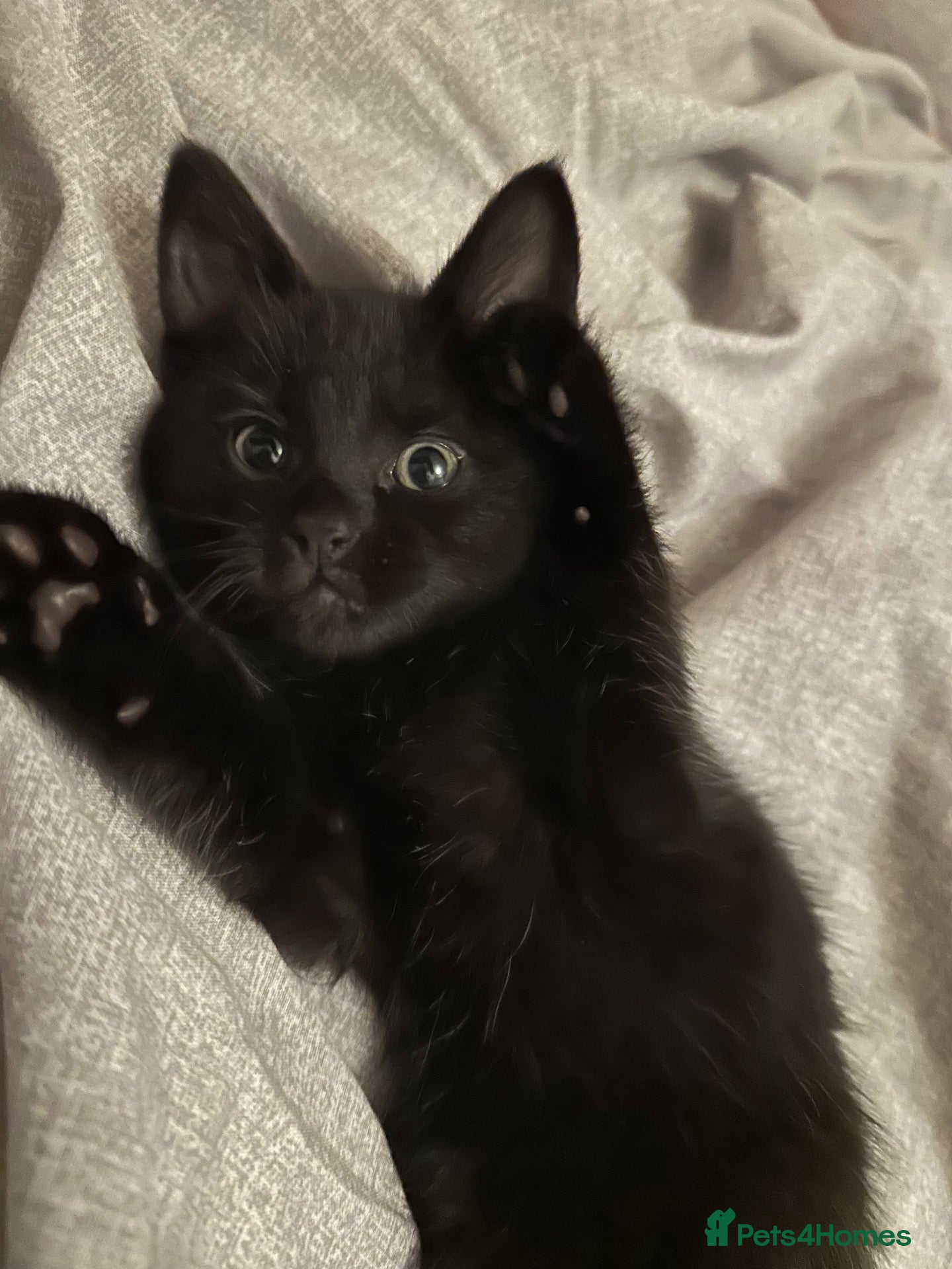 Mixed Breed cats Kittens  - Advert 19
