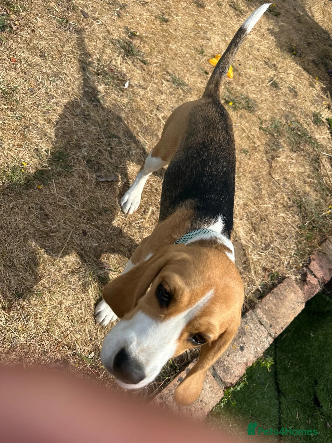 Beagle dogs for sale: Miss Daisy - Advert 3