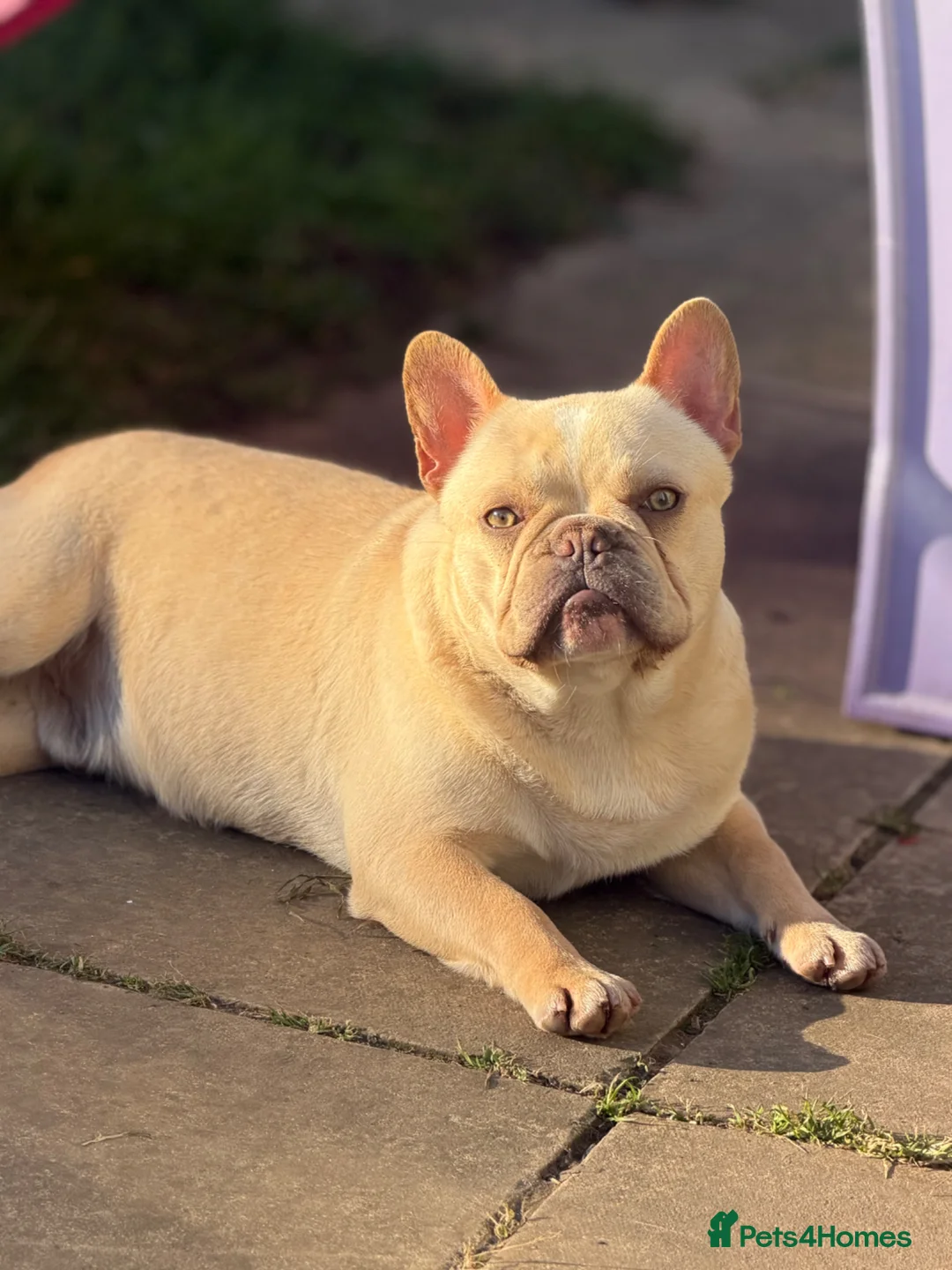 French Bulldog dogs for sale: Male frenchie looking for forever home  - Advert 2