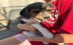 Mixed Breed dogs for sale: Beagle Cross puppies  - Image 11