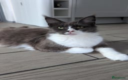 Maine Coon cats for sale: GCCF Maine Coon Cat for Sale – Loving Lap Cat - Image 8