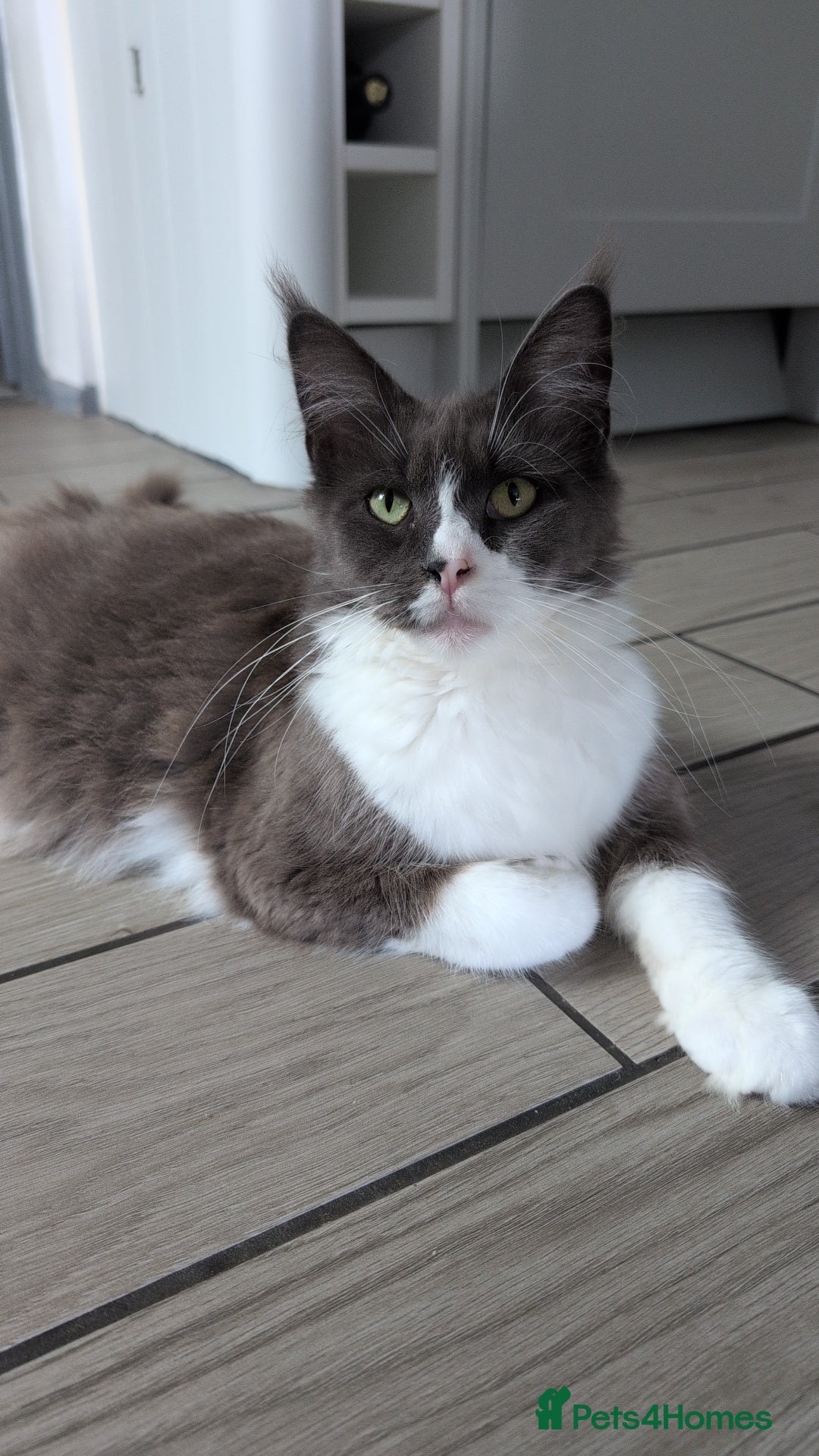 Maine Coon cats for sale: GCCF Maine Coon Cat for Sale – Loving Lap Cat - Image 8