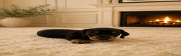 Miniature Dachshund dogs for sale: KC miniature dachshund - Advert 3