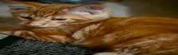 Maine Coon cats for sale: Maine coon kittens - Advert 3