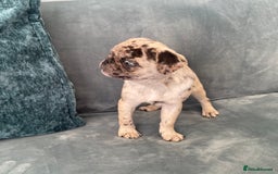 Pug dogs for sale: Pug Puppies  - Image 21