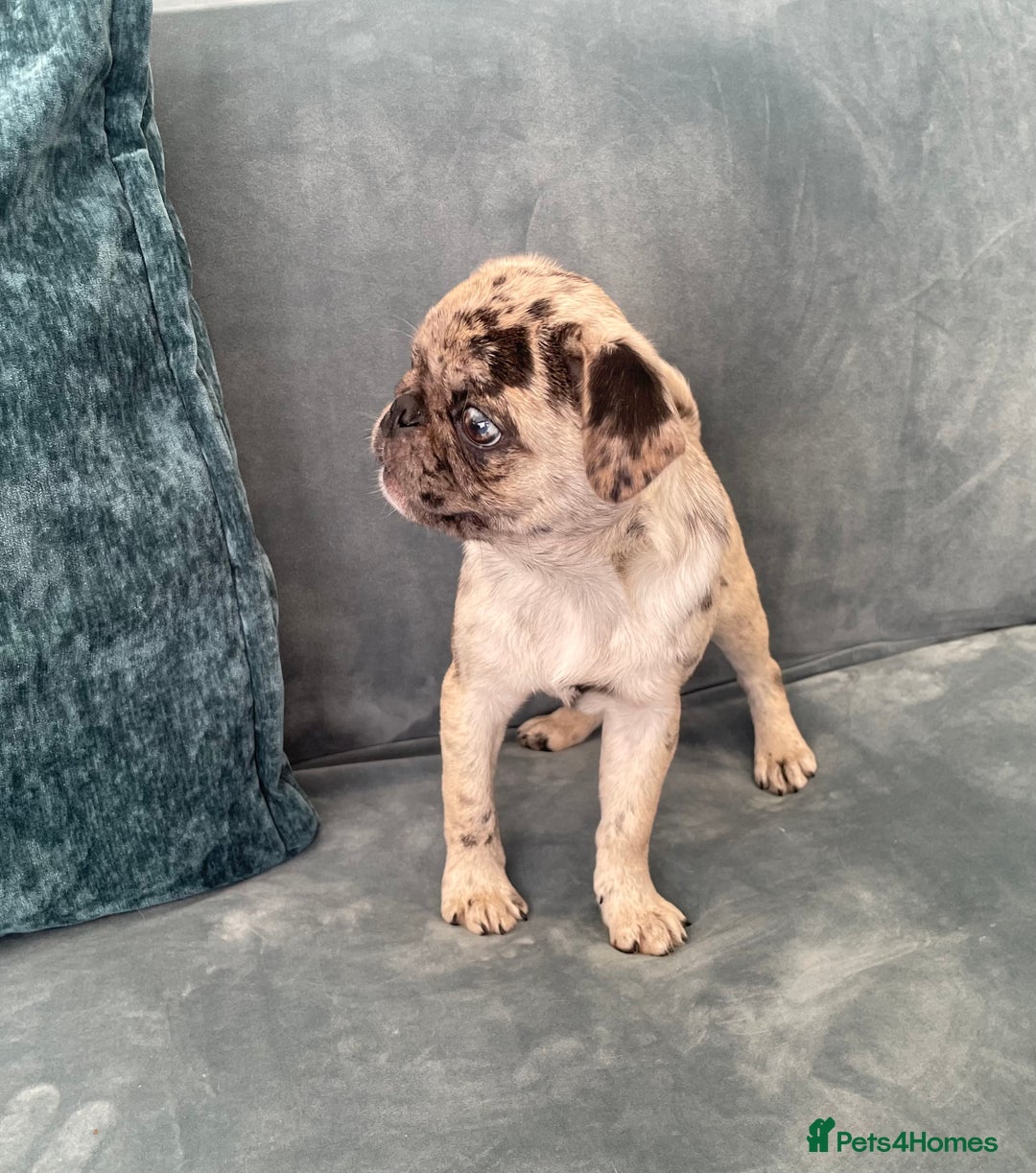 Pug dogs for sale: Pug Puppies  - Image 21