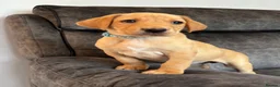 Labrador Retriever dogs for sale: 2 Boys Left red/Yellow KC Labrador puppies  - Advert 1