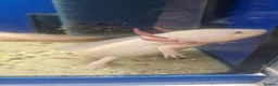 Axolotl reptiles for sale: Stunning Pink Axolotls Available  - Advert 1