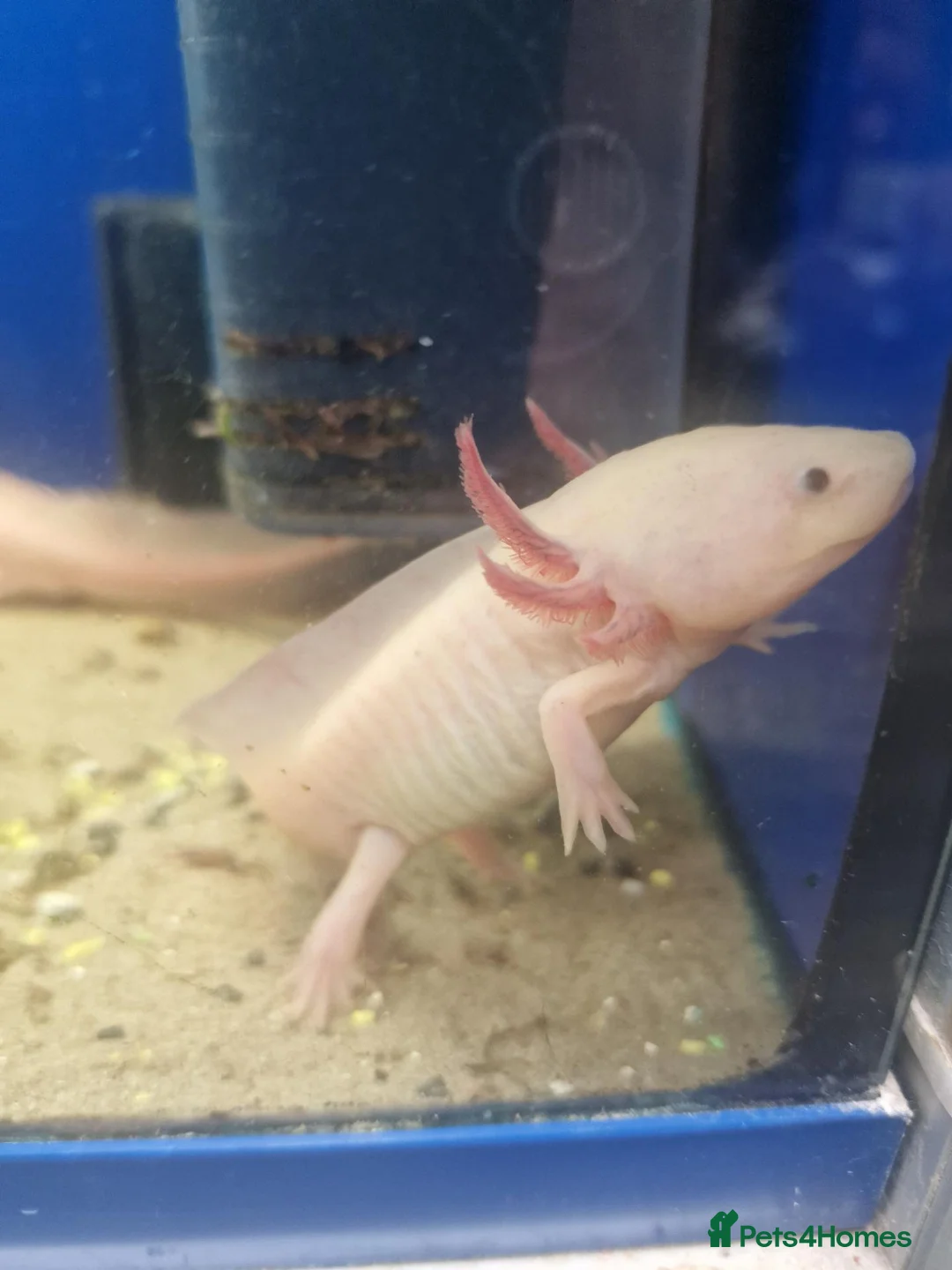 Axolotl reptiles for sale: Stunning Pink Axolotls Available  - Advert 1