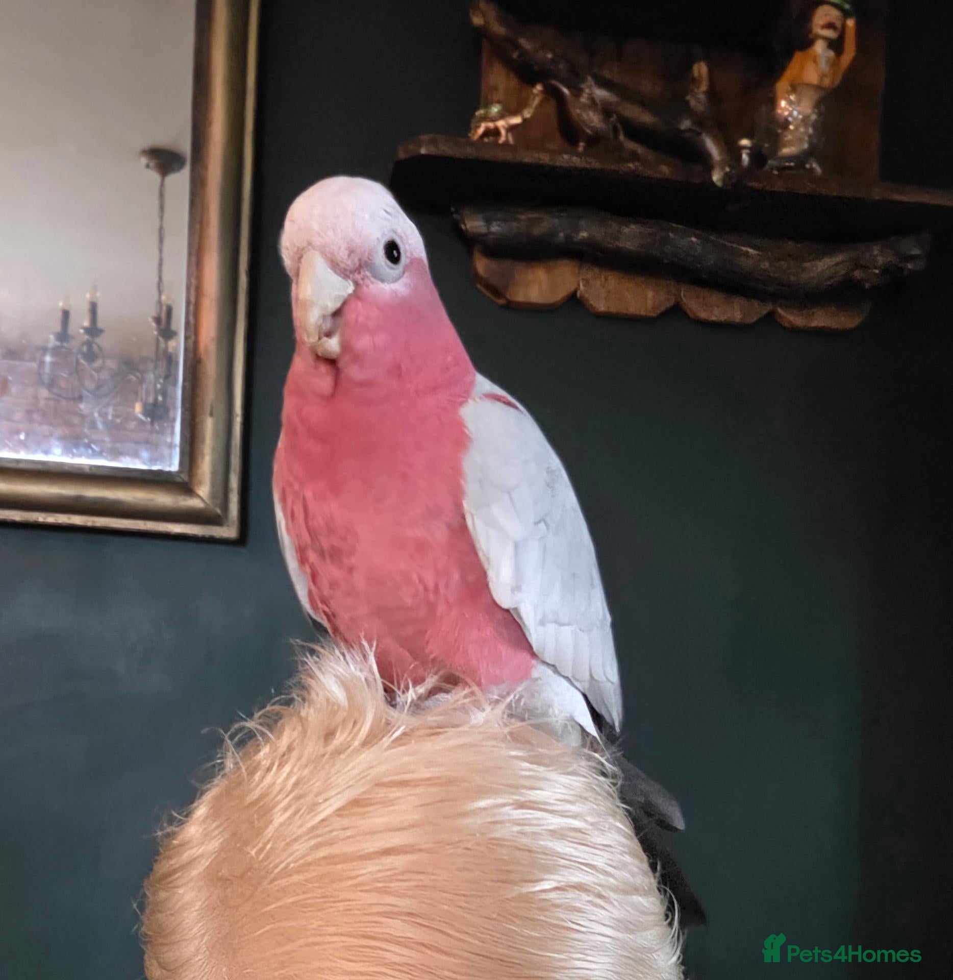 Cockatoo birds Gorgeous funny Galah Cockatoo  - Advert 2