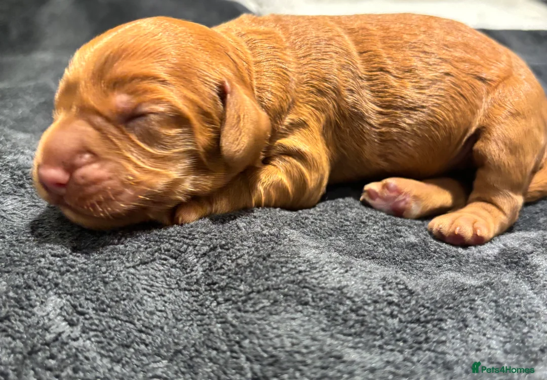 Cockapoo dogs for sale: 🐾Cockapoo Puppies Available for Loving Homes🐾 - Advert 7